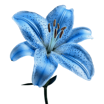 EXQUISITE BEAUTY RI